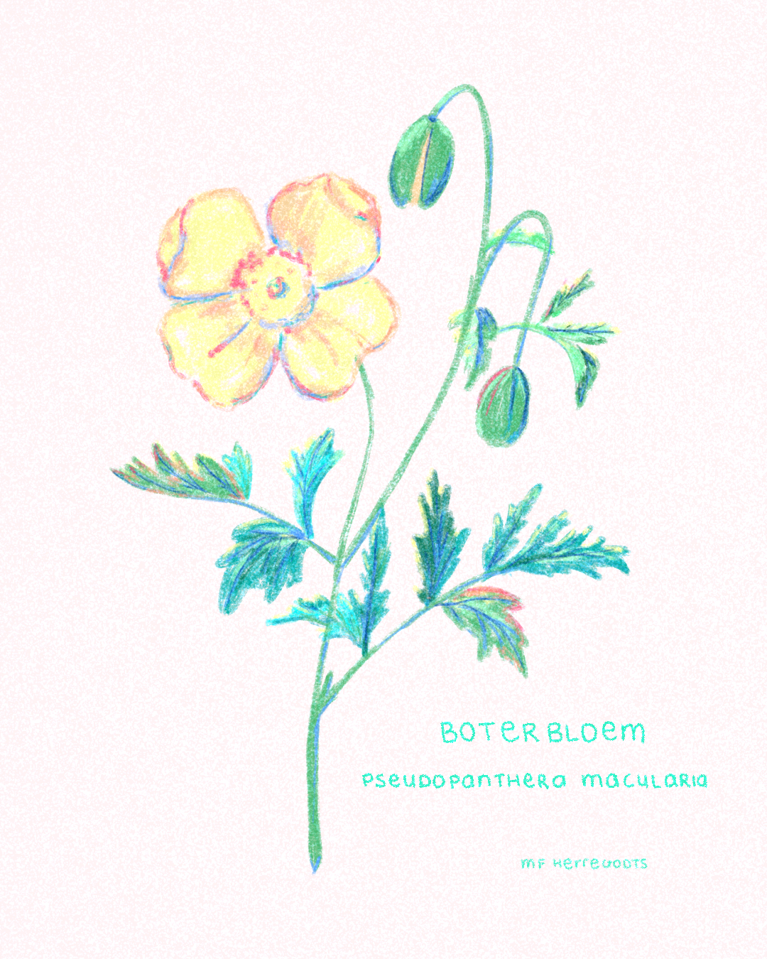 Boterbloem Kunstprint